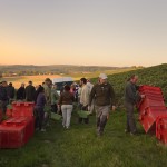 Vendanges 2015