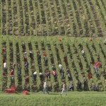 Vendanges 2015 - vignes Courville