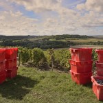 Vendanges 2015 - caisses