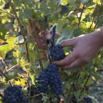 Vendanges 2015 - coupeurs