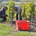 Vendanges 2015 - coupeurs