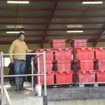 Vendanges 2015 - à la coopérative