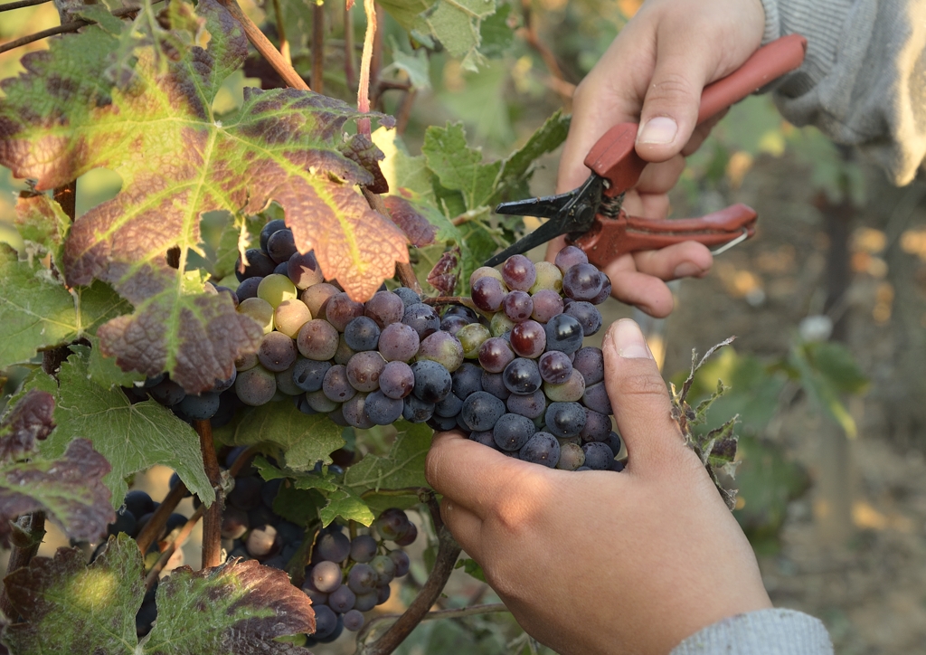 Vendanges 2015 - coupeurs