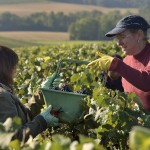 Vendanges 2015 - coupeurs