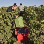 Vendanges 2015 - coupeurs