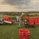 Vendanges 2015 - débardeurs