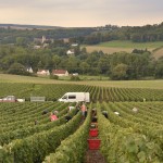 Vendanges 2015 - Courville