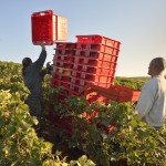 Vendanges 2015 - débardeurs