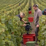 vendanges 2015 - coupeurs