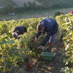 Vendanges 2015 - coupeurs