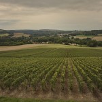 Vignes Champagne Vincent Bennezon