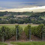 Vignes Champagne Vincent Bennezon