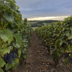 Vignes Champagne Vincent Bennezon