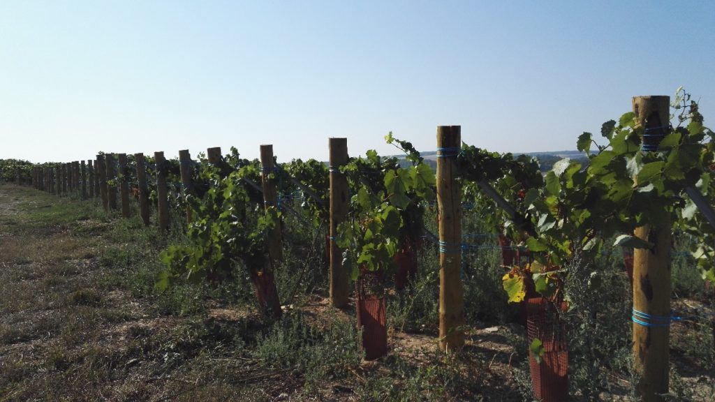 vigne Vincent Bennezon -viticulture durable en champagne